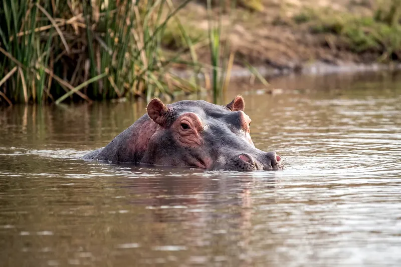 Hippopotame adulte à demi immergé dans une rivière, corps massif gris-brun, tête large et naseaux affleurant la surface.