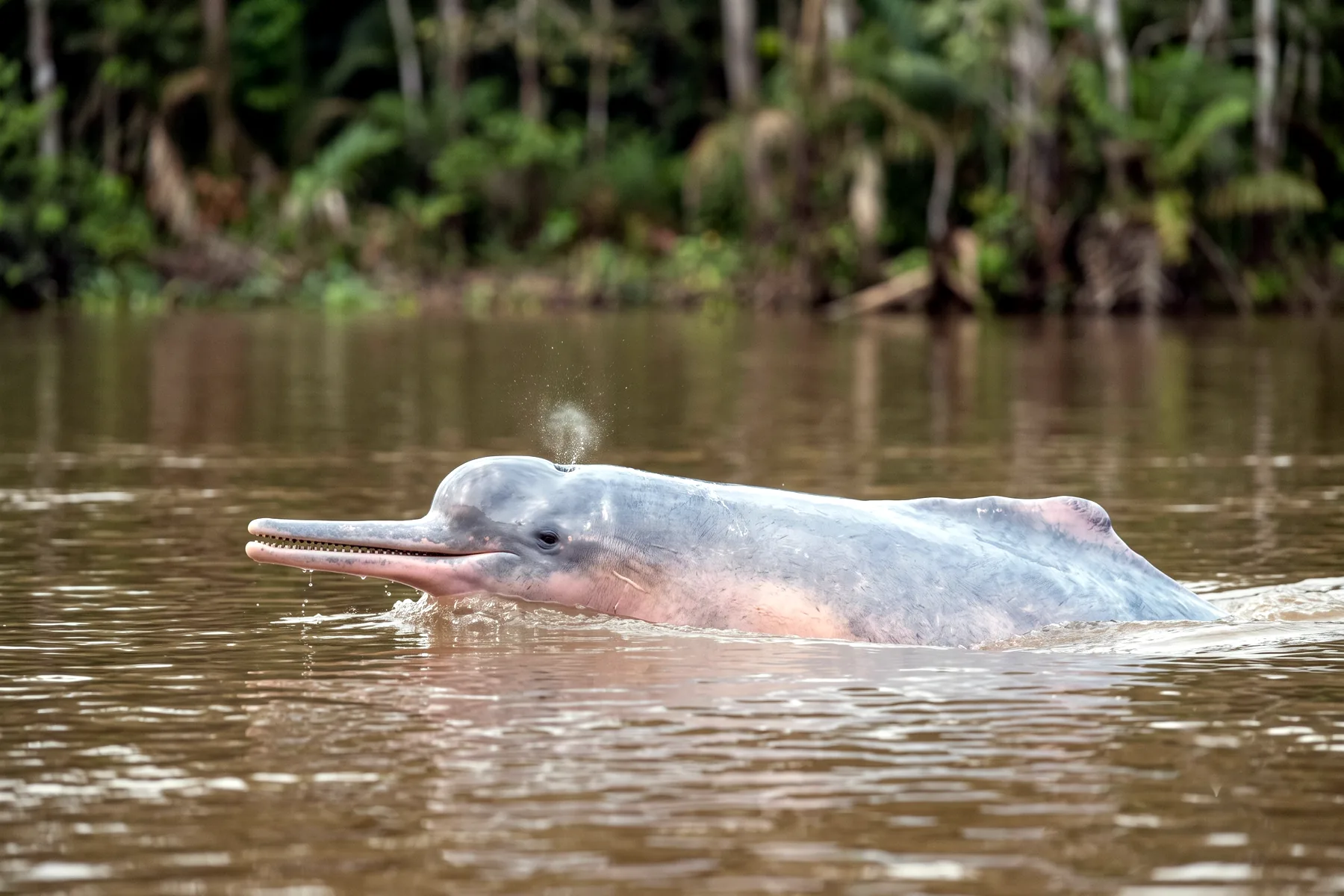 Dauphin d'eau douce au long rostre et au front bombé, corps gris rosé, nageant dans une eau fluviale trouble.