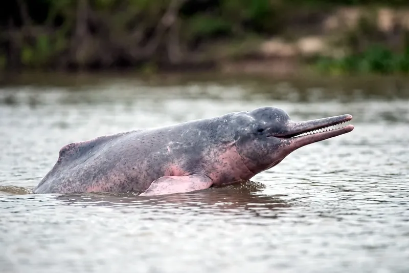 Dauphin d'eau douce rose au long rostre étroit et front bombé, nageant en surface dans une eau fluviale trouble.