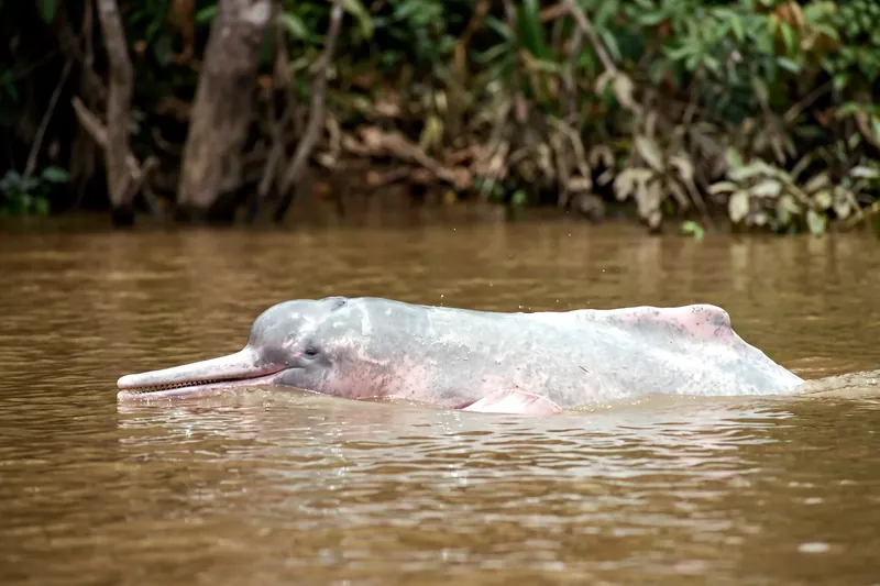Dauphin d'eau douce à la peau rose pâle, au long rostre étroit et au front bombé, nageant dans une eau fluviale sombre.