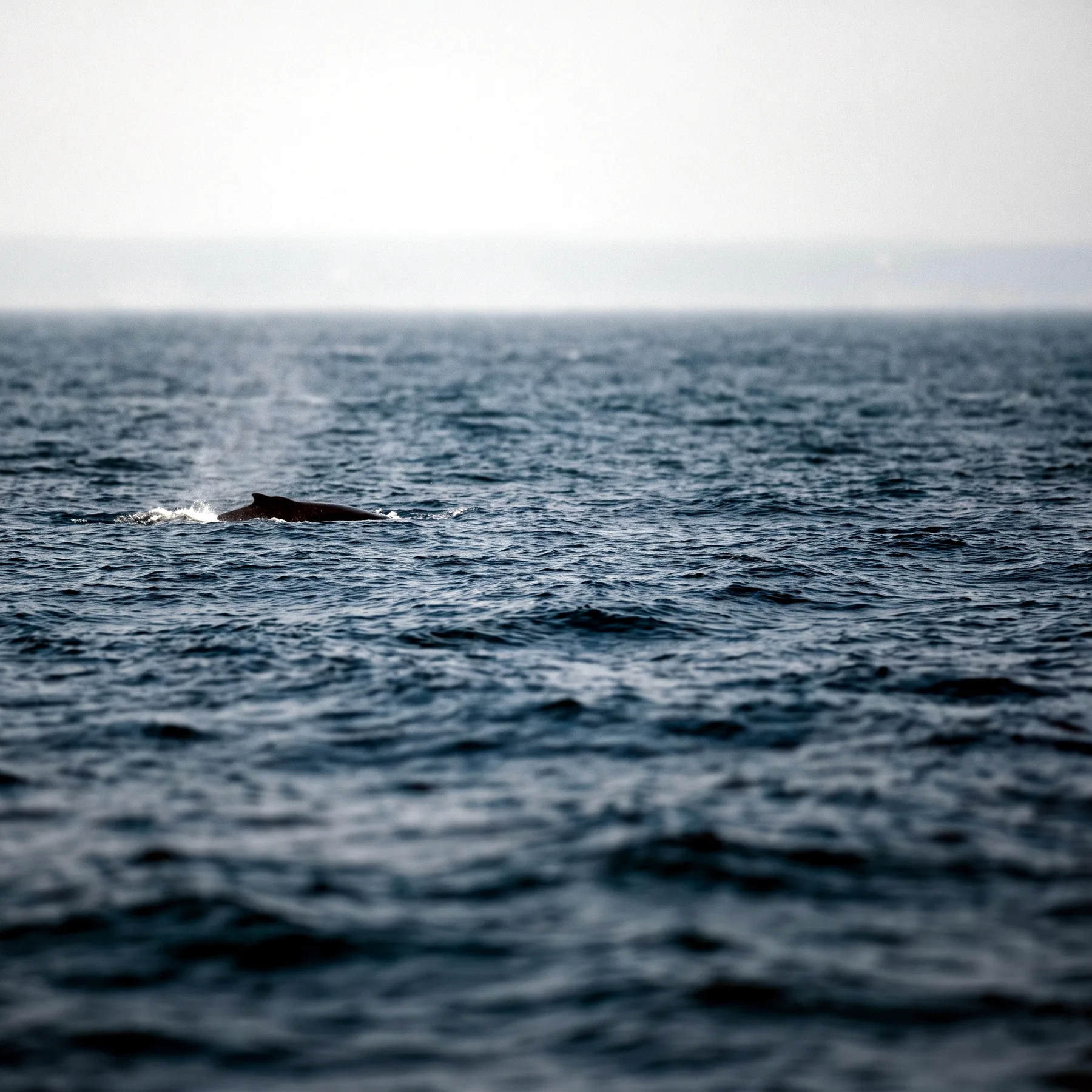 Milieu de vie typique de l'espèce Kogia breviceps