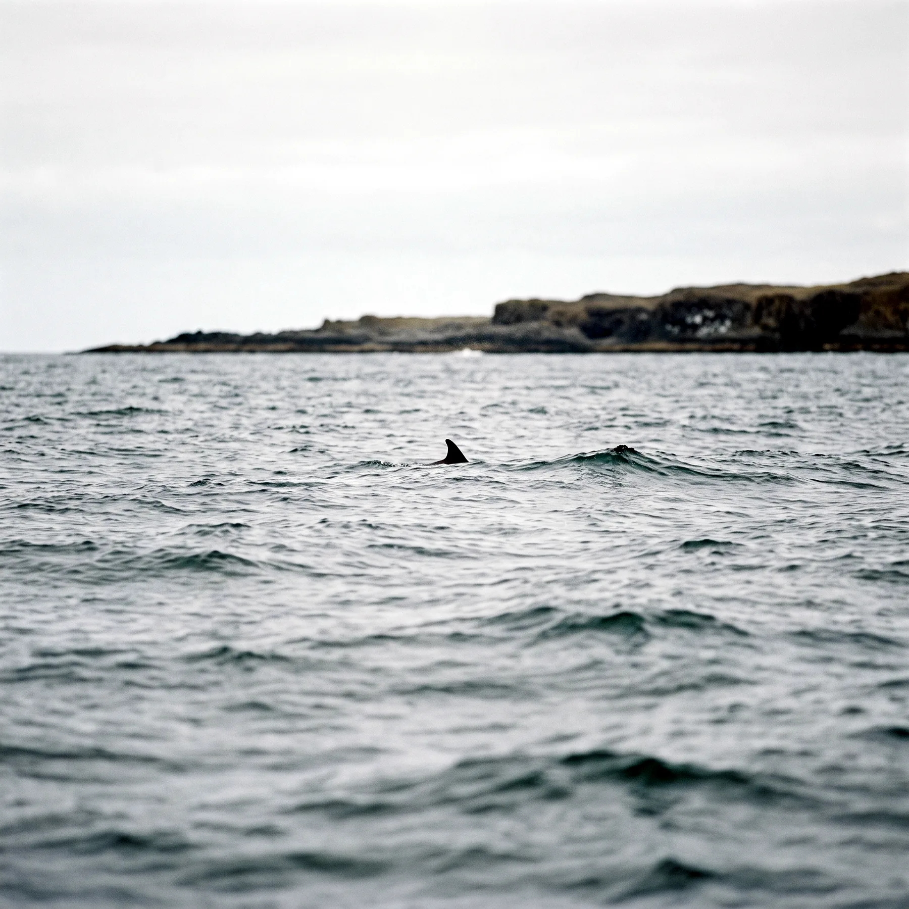 Milieu de vie typique de l'espèce Lagenorhynchus albirostris