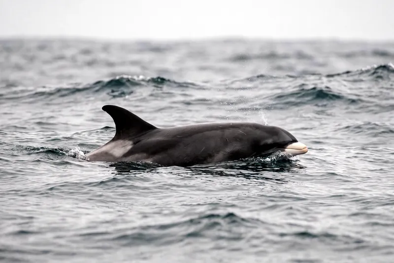 Dauphin trapu à dos noir et flancs gris clair, haute nageoire dorsale falciforme et bec court, nageant en surface.