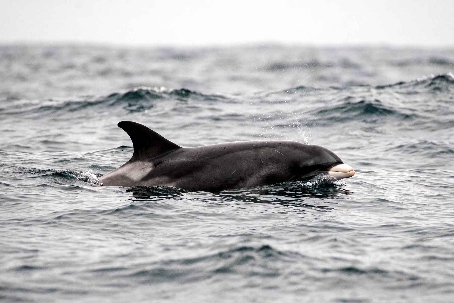 Dauphin trapu à dos noir et flancs gris clair, haute nageoire dorsale falciforme et bec court, nageant en surface.