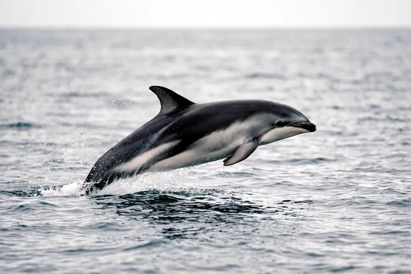 Dauphin obscur au dos gris sombre et flancs marqués de gris clair, museau court, nageant près de la surface en mer tempérée.