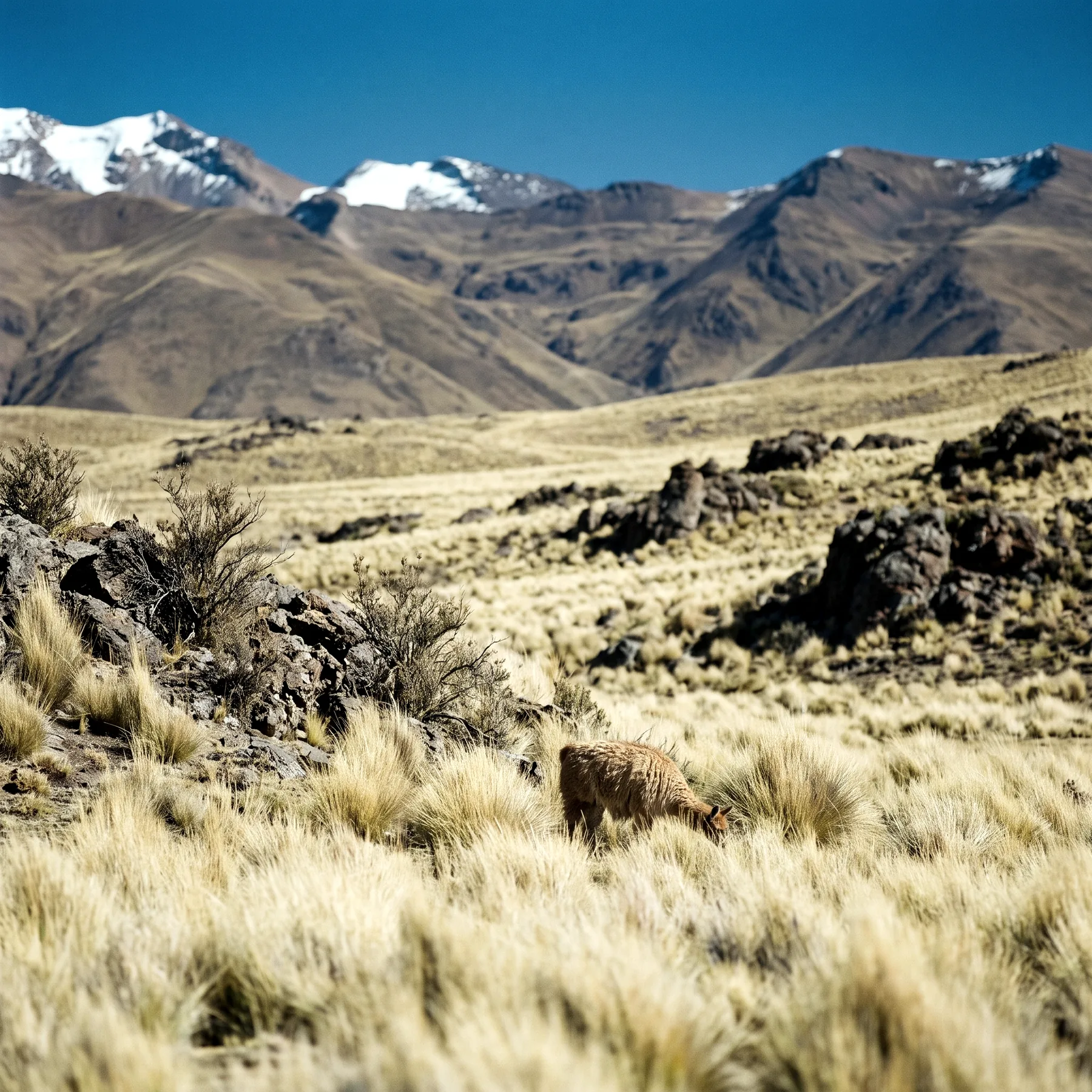 Milieu de vie typique de l'espèce Lama glama