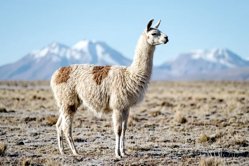 Lama adulte au pelage clair debout dans une prairie d'altitude andine, encolure dressée et longues oreilles incurvées.