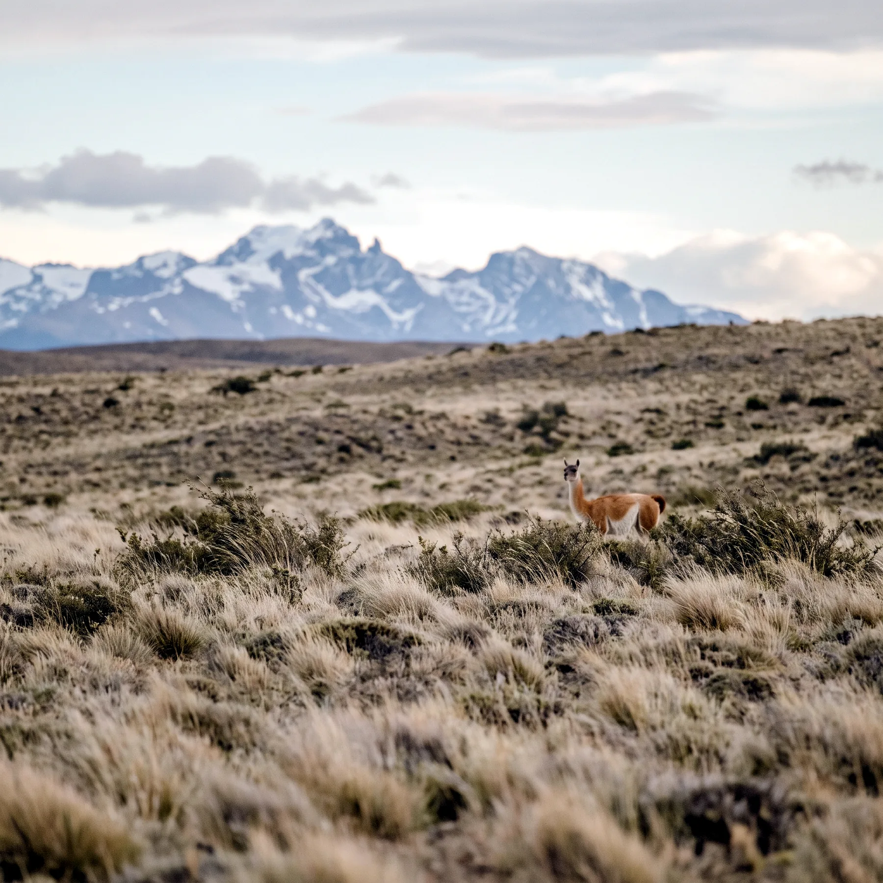 Milieu de vie typique de l'espèce Lama guanicoe