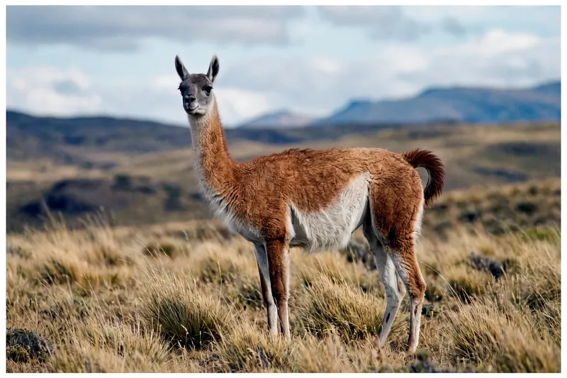 Guanaco adulte debout dans une steppe, cou dressé, pelage fauve sur le dos et blanc sous le ventre, tête grise.