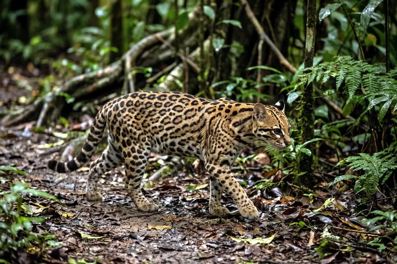 Ocelot adulte au pelage fauve marqué de taches et rosettes brunes bordées de noir, oreilles arrondies, dans un sous-bois.