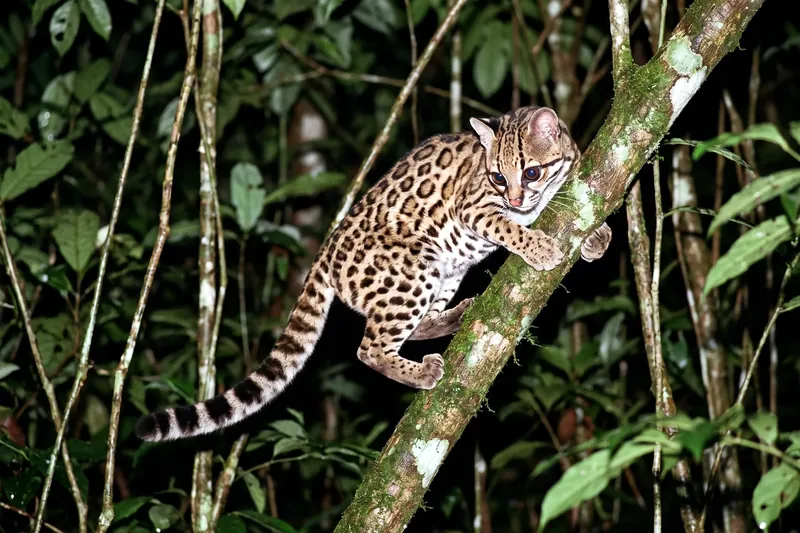 Margay adulte au pelage fauve tacheté de rosettes brun foncé, grands yeux, longue queue annelée, perché sur une branche en forêt.