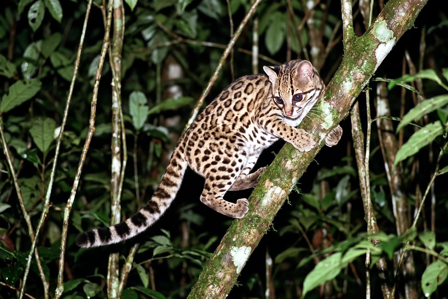 Margay adulte au pelage fauve tacheté de rosettes brun foncé, grands yeux, longue queue annelée, perché sur une branche en forêt.