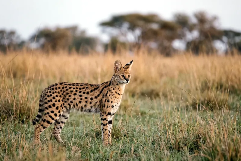 Serval adulte debout dans l'herbe, pelage fauve tacheté de noir, longues pattes fines et grandes oreilles arrondies dressées.