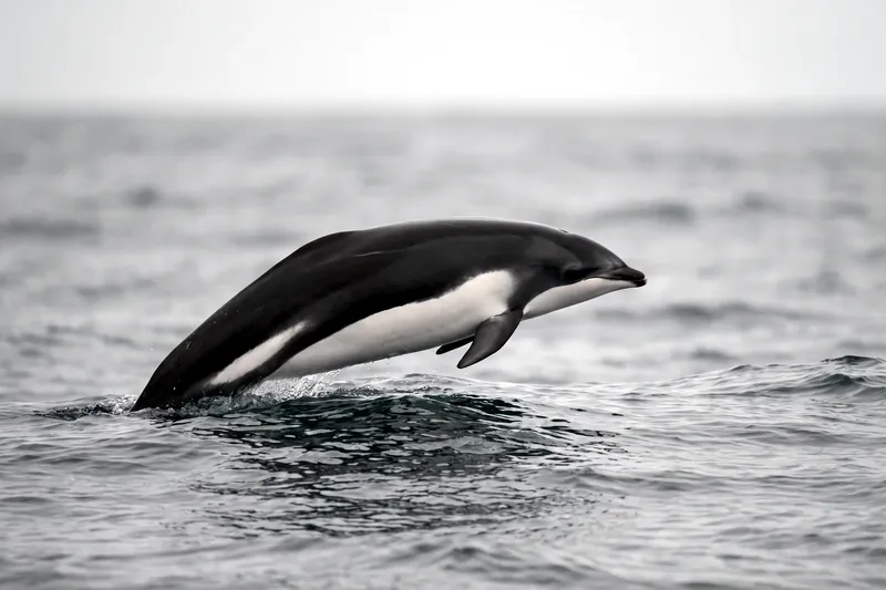 Dauphin élancé sans nageoire dorsale, dos noir et ventre blanc nettement séparés, nageant près de la surface en mer froide.