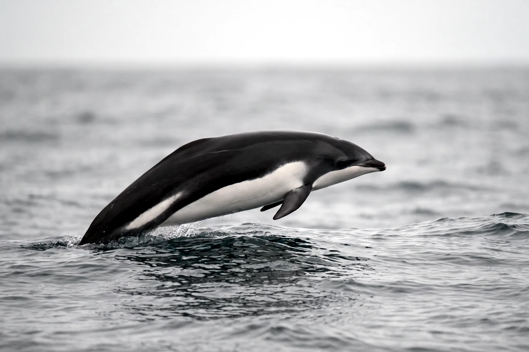 Dauphin élancé sans nageoire dorsale, dos noir et ventre blanc nettement séparés, nageant près de la surface en mer froide.