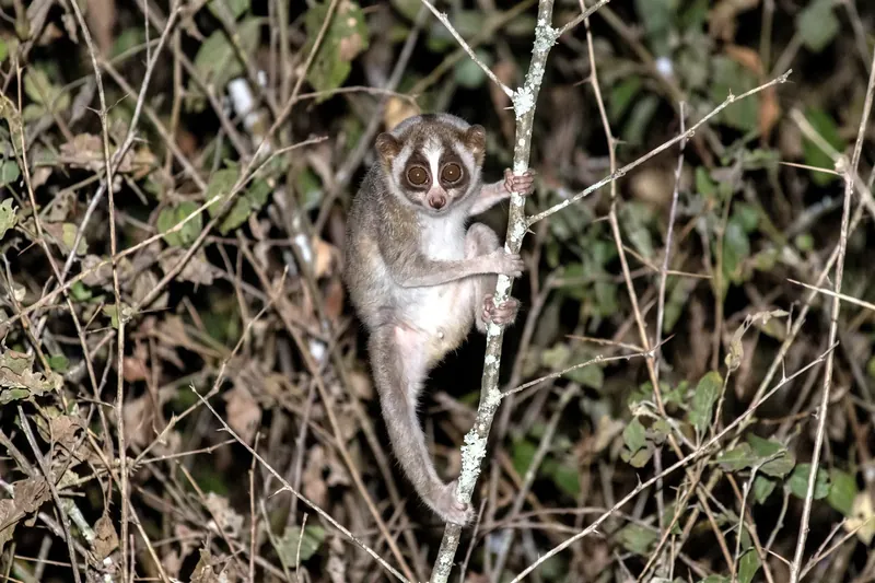 Petit primate nocturne aux membres fins et aux très grands yeux ronds cerclés de brun, agrippé à une branche fine dans le feuillage.