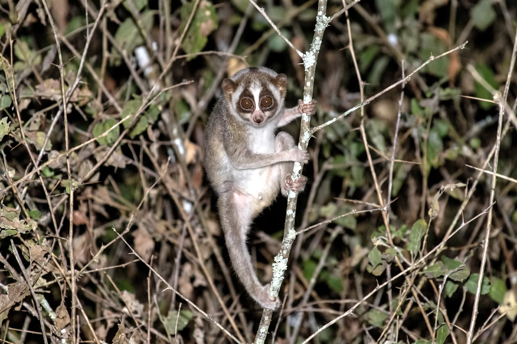 Petit primate nocturne aux membres fins et aux très grands yeux ronds cerclés de brun, agrippé à une branche fine dans le feuillage.