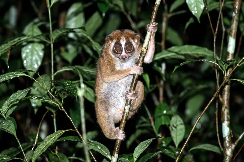 Petit primate arboricole aux très grands yeux ronds cernés de sombre, pelage brun-roux, membres grêles agrippés à une fine branche la nuit.