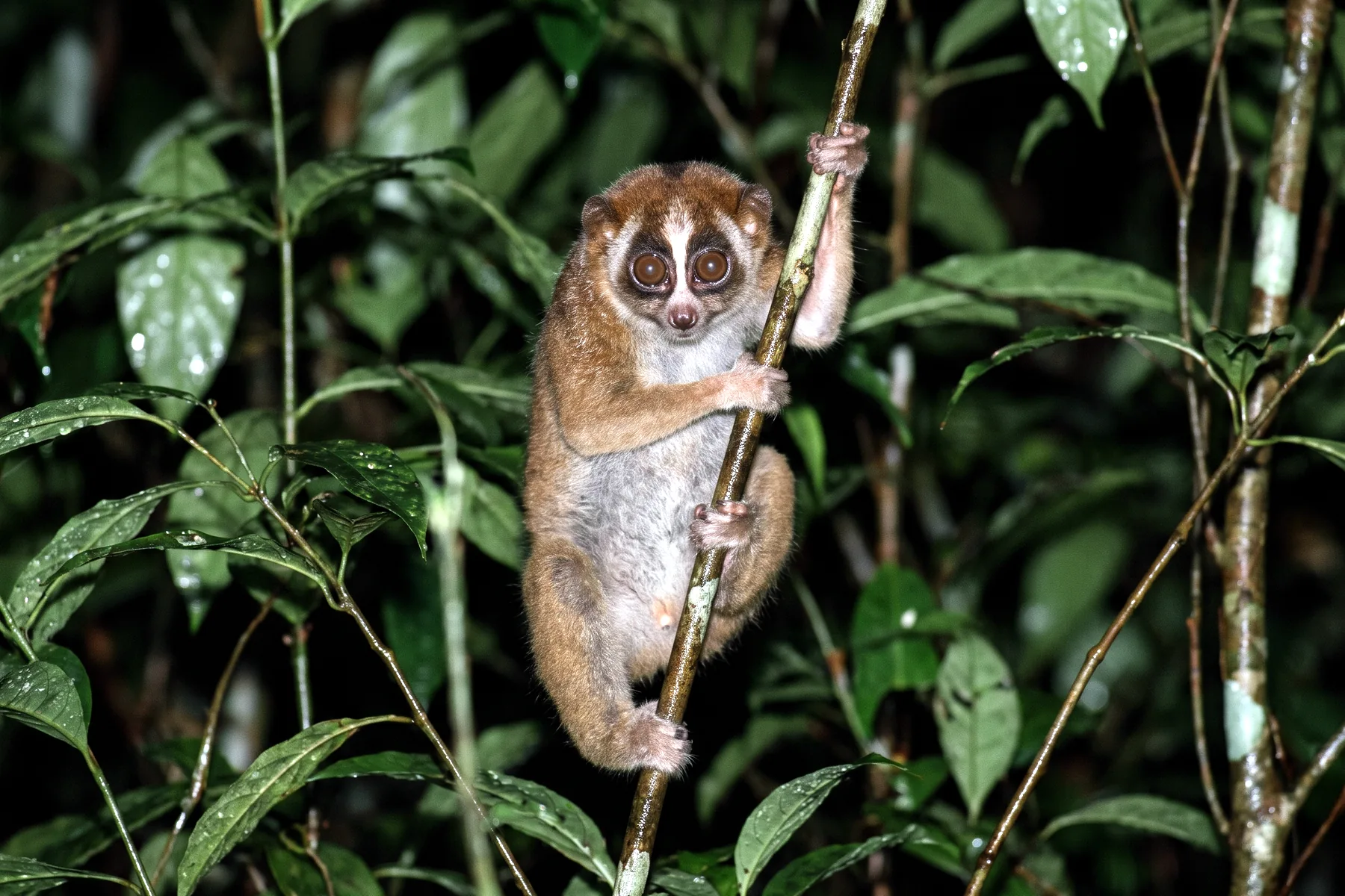 Petit primate arboricole aux très grands yeux ronds cernés de sombre, pelage brun-roux, membres grêles agrippés à une fine branche la nuit.