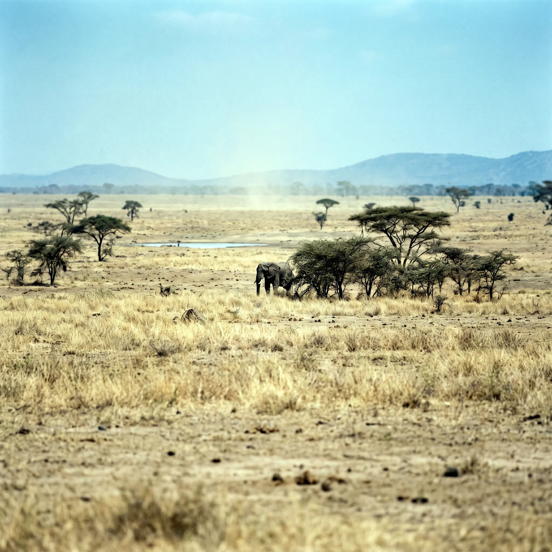 Milieu de vie typique de l'espèce Loxodonta africana