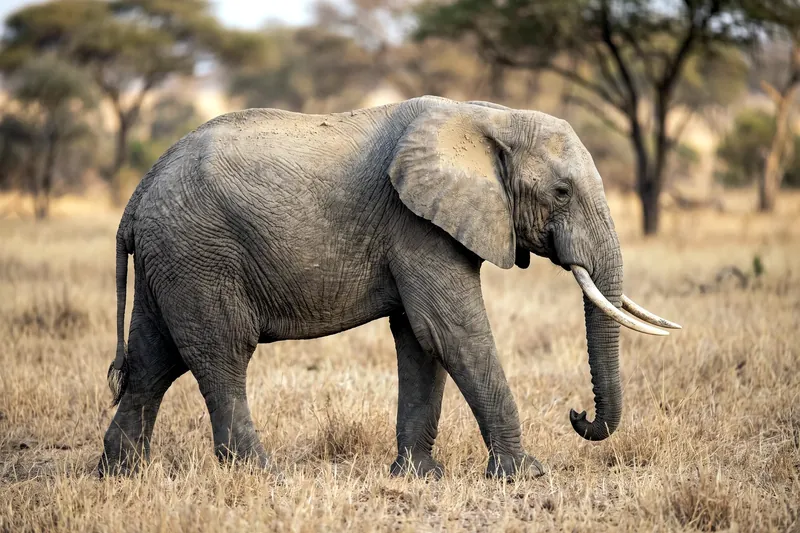 Éléphant de savane d'Afrique adulte de profil, grandes oreilles triangulaires, longues défenses et trompe, peau grise dans la savane sèche.