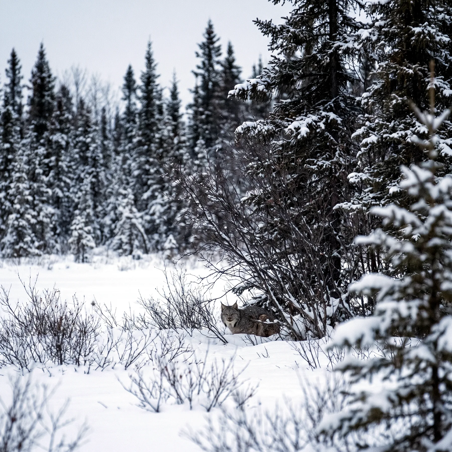 Milieu de vie typique de l'espèce Lynx canadensis