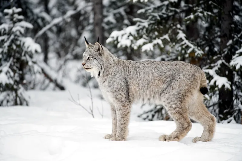 Lynx du Canada au pelage gris moucheté, oreilles à longs pinceaux noirs, larges pattes et queue courte à bout noir, dans la neige.