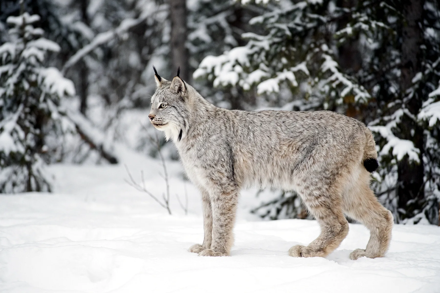 Lynx du Canada au pelage gris moucheté, oreilles à longs pinceaux noirs, larges pattes et queue courte à bout noir, dans la neige.