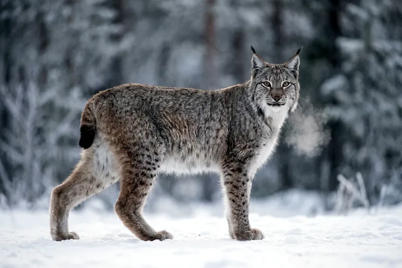 Lynx boréal adulte au pelage tacheté, oreilles à pinceaux noirs et courte queue à bout noir, debout en forêt enneigée.