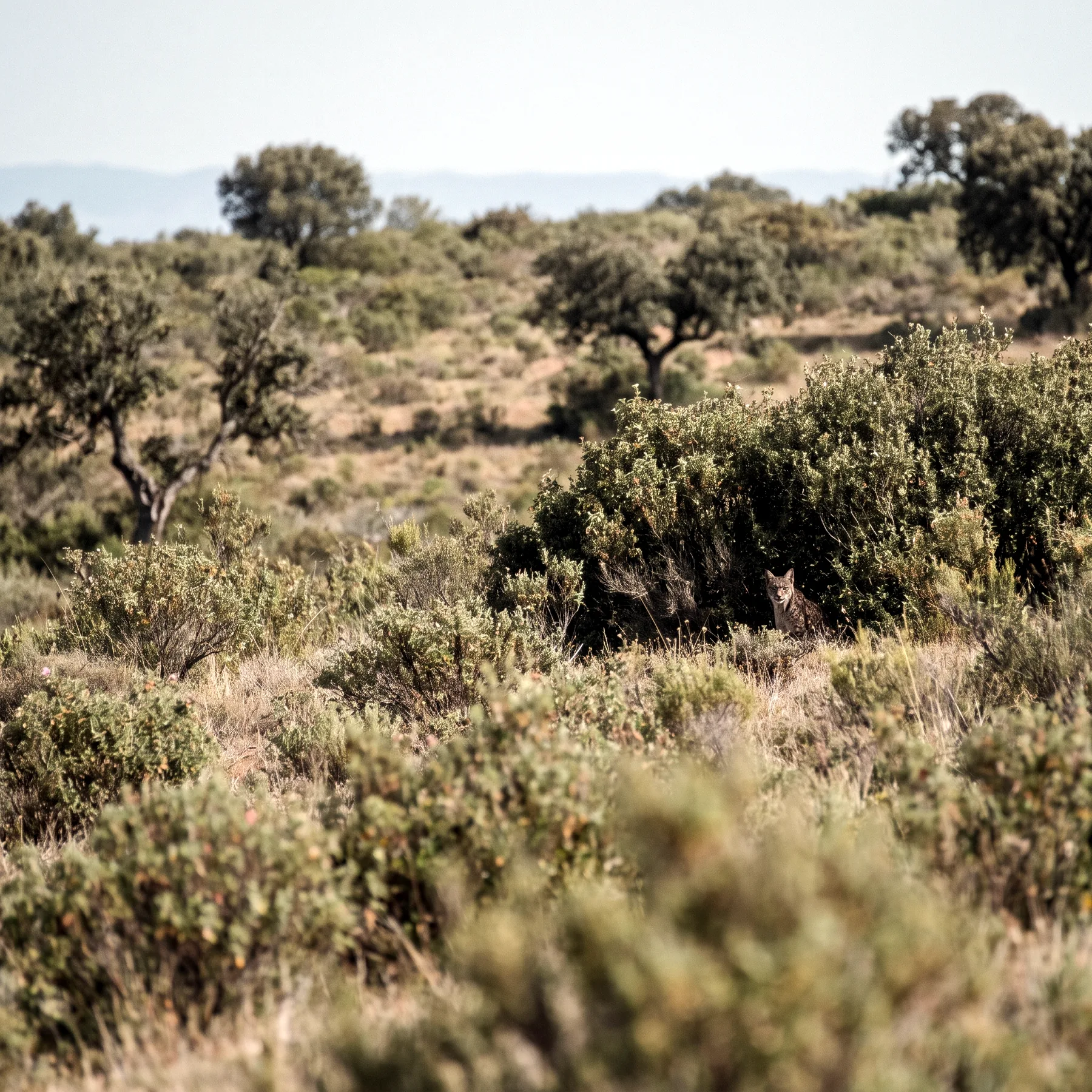 Milieu de vie typique de l'espèce Lynx pardinus