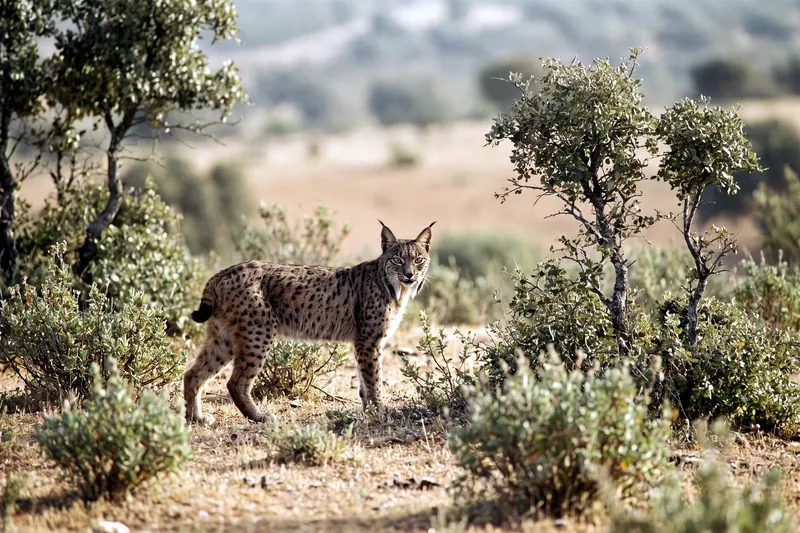 Lynx pardelle au pelage fauve tacheté, oreilles à pinceaux noirs et favoris, dans un maquis méditerranéen ensoleillé.