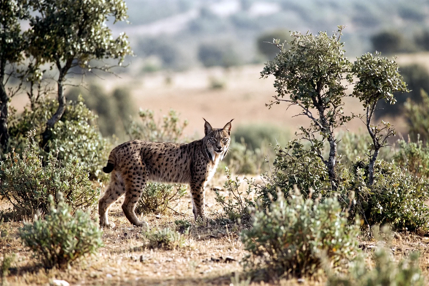 Lynx pardelle au pelage fauve tacheté, oreilles à pinceaux noirs et favoris, dans un maquis méditerranéen ensoleillé.