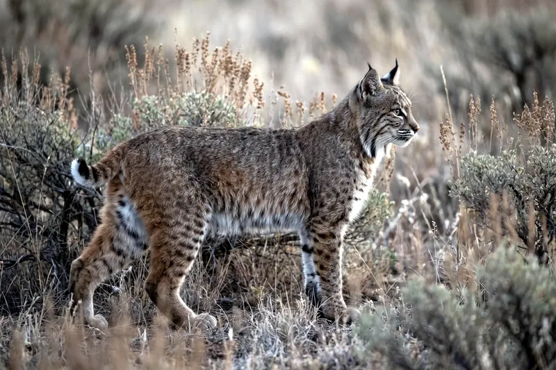 Lynx roux au pelage brun-roux tacheté, oreilles à pinceaux noirs et courte queue à bout noir, en milieu broussailleux
