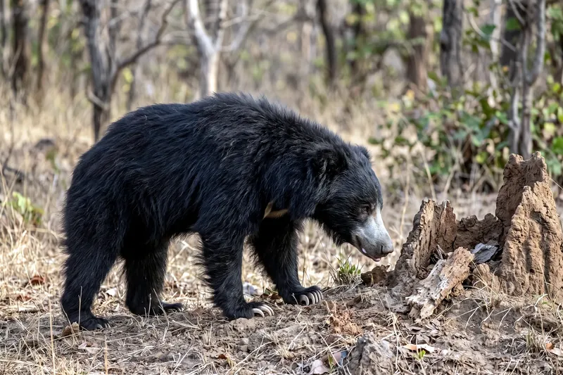 Ours lippu adulte au pelage noir hirsute, museau clair allongé et tache blanchâtre en V sur la poitrine.