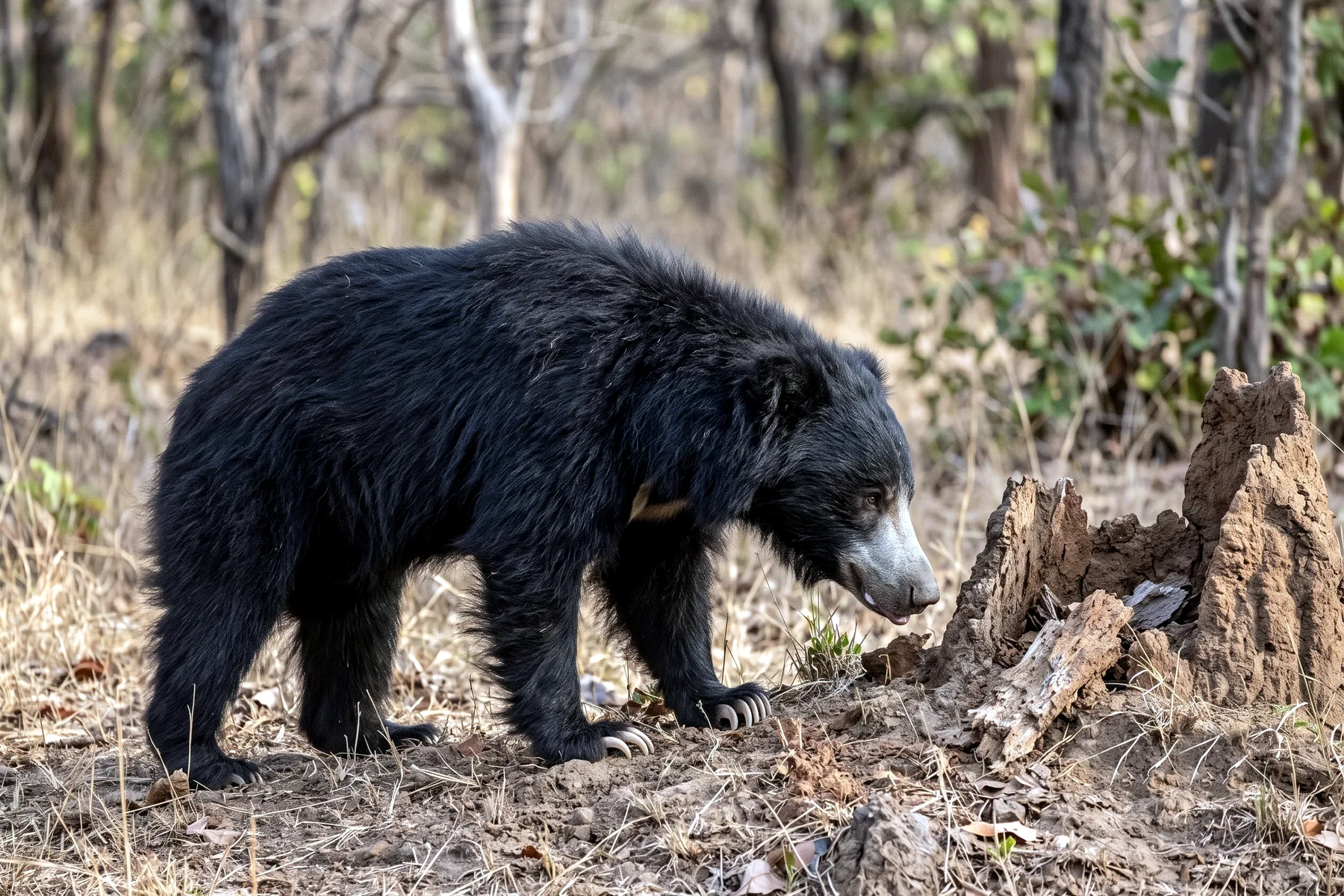 Ours lippu adulte au pelage noir hirsute, museau clair allongé et tache blanchâtre en V sur la poitrine.