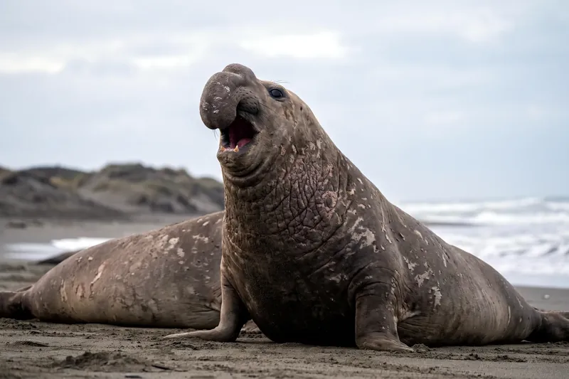 Mâle d'éléphant de mer du nord sur une plage de sable, tête dressée et proboscis pendant, pelage brun-gris