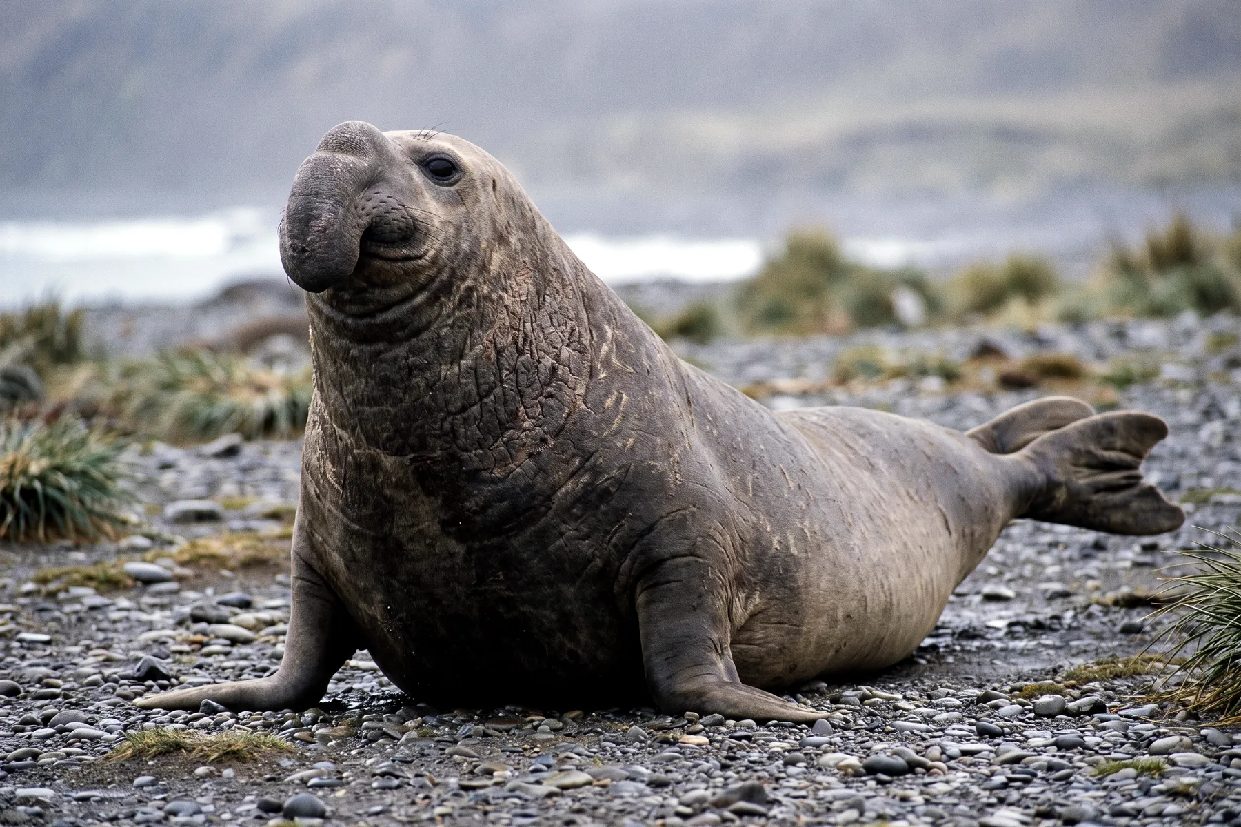 Éléphant de mer du sud mâle allongé sur une plage de galets, trompe pendante, pelage gris-brun, sur une île subantarctique.