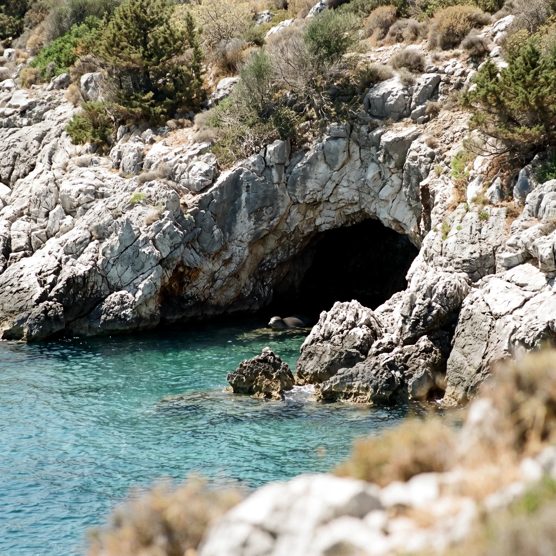 Milieu de vie typique de l'espèce Monachus monachus