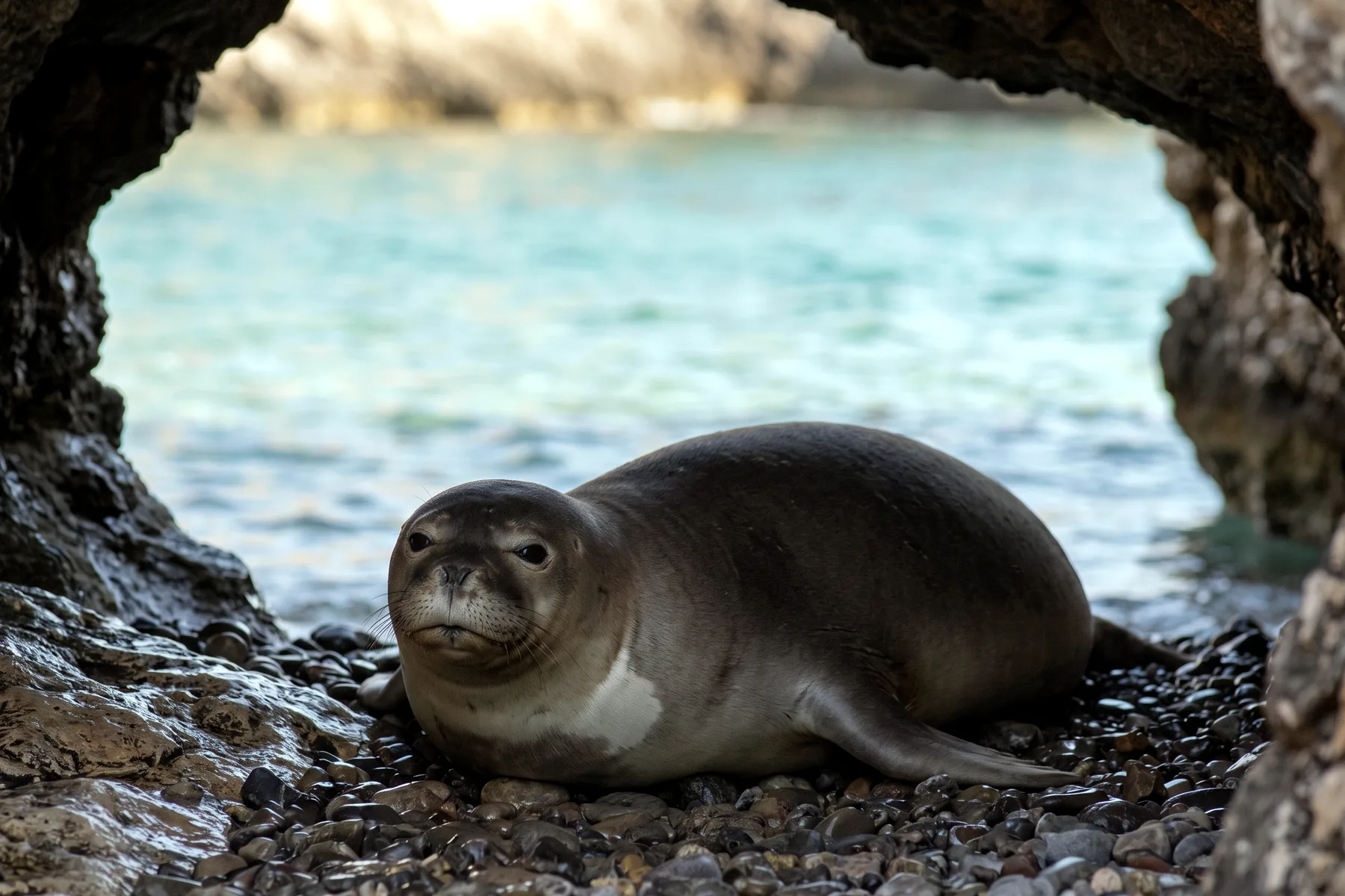 Phoque moine de Méditerranée adulte au pelage brun-gris, corps fuselé, tête arrondie et courtes vibrisses, sur une plage rocheuse.