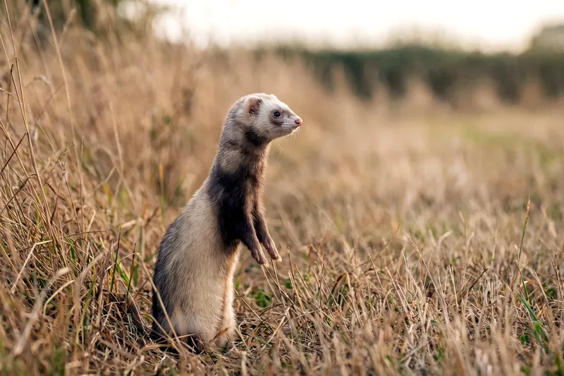 Furet domestique au corps allongé et pelage crème, museau pointu et courtes pattes, dressé sur ses postérieurs.