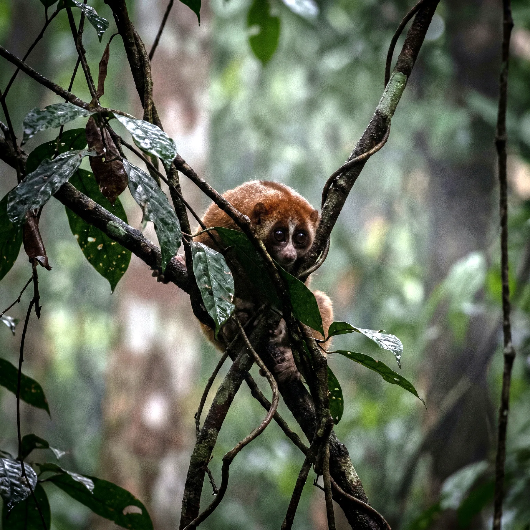 Milieu de vie typique de l'espèce Nycticebus bancanus