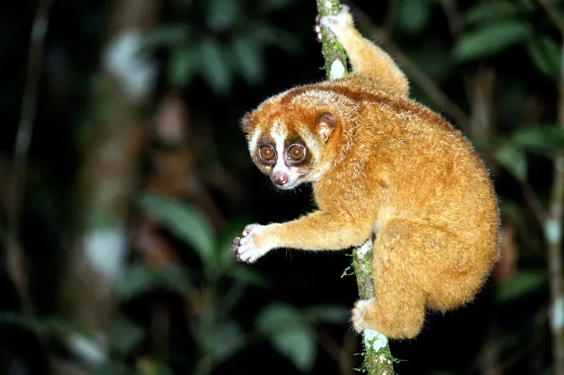 Petit primate nocturne au pelage roux, grands yeux ronds et face masquée, agrippé à une branche fine dans la pénombre.