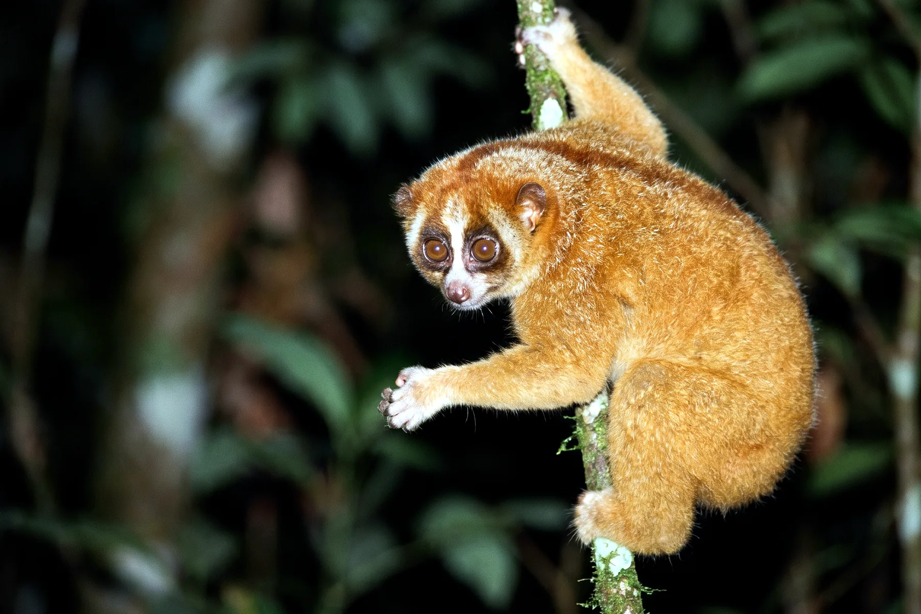 Petit primate nocturne au pelage roux, grands yeux ronds et face masquée, agrippé à une branche fine dans la pénombre.