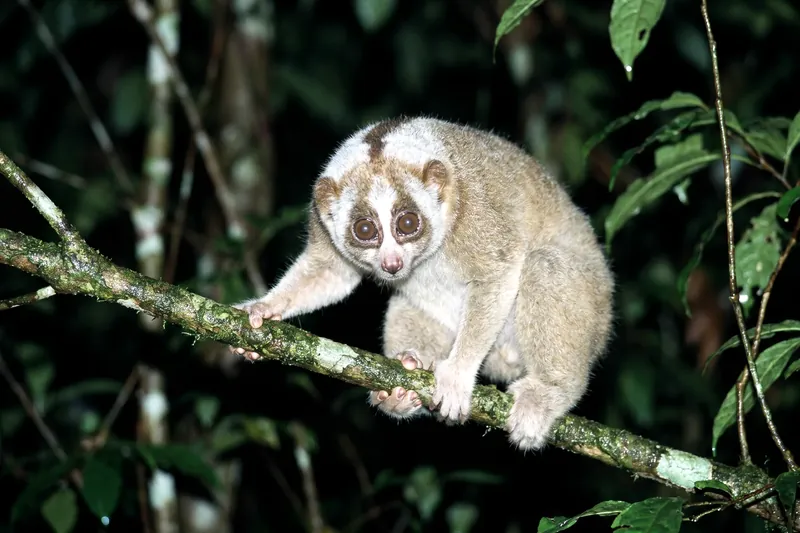 Loris lent du Bengale agrippé à une branche, grands yeux ronds orientés vers l'avant et pelage brun-gris à raie dorsale foncée.