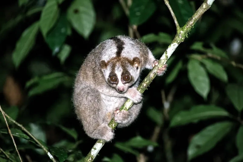 Petit primate au pelage brun-gris, aux grands yeux ronds rapprochés, agrippé à une branche la nuit, membres courts et absence de queue visible.