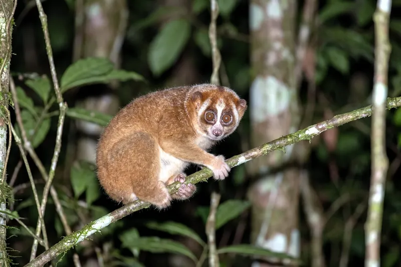 Petit primate nocturne au pelage brun-roux, aux grands yeux ronds cerclés de sombre, agrippé à une branche fine la nuit.
