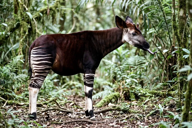 Okapi adulte à robe brun acajou avec rayures blanches et noires sur l'arrière-train et les pattes, dans un sous-bois forestier