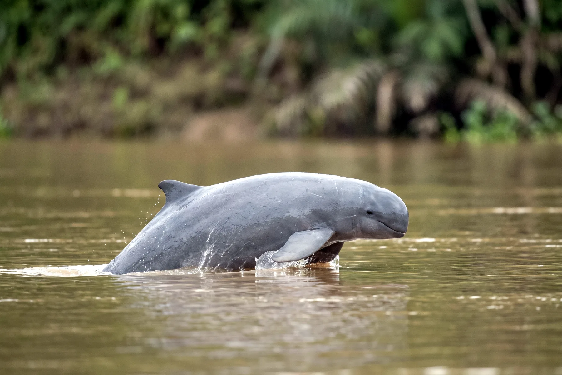 Dauphin gris au front arrondi et sans bec, dépourvu de rostre, à petite nageoire dorsale, émergeant à la surface d'une eau trouble.