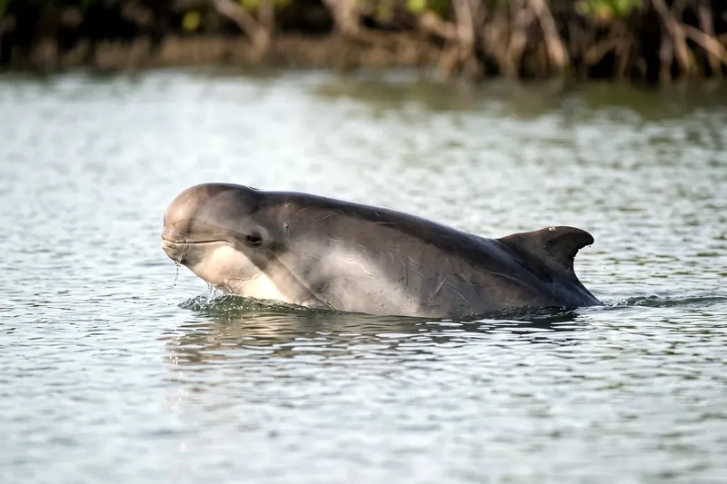 Petit dauphin gris au front rond et bombé, sans bec distinct et à nageoire dorsale courte, nageant en eau côtière peu profonde.