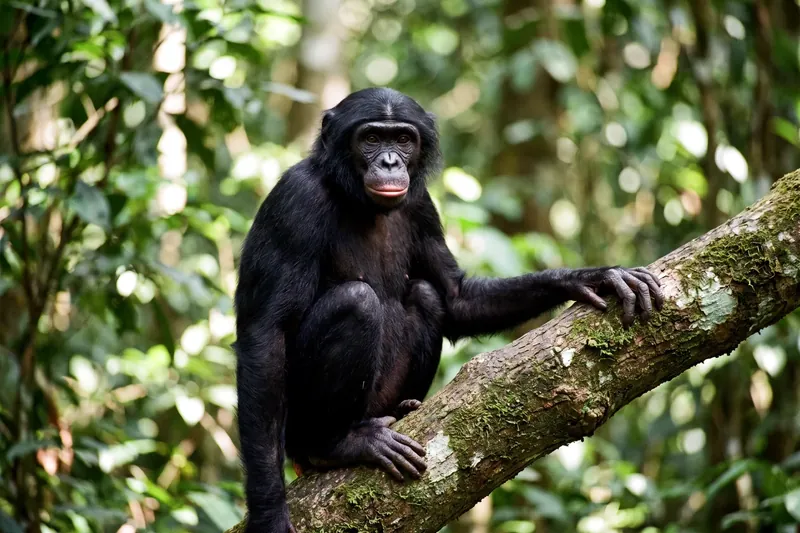 Bonobo adulte au pelage noir, visage sombre et raie médiane des cheveux, assis dans le sous-bois d'une forêt tropicale.
